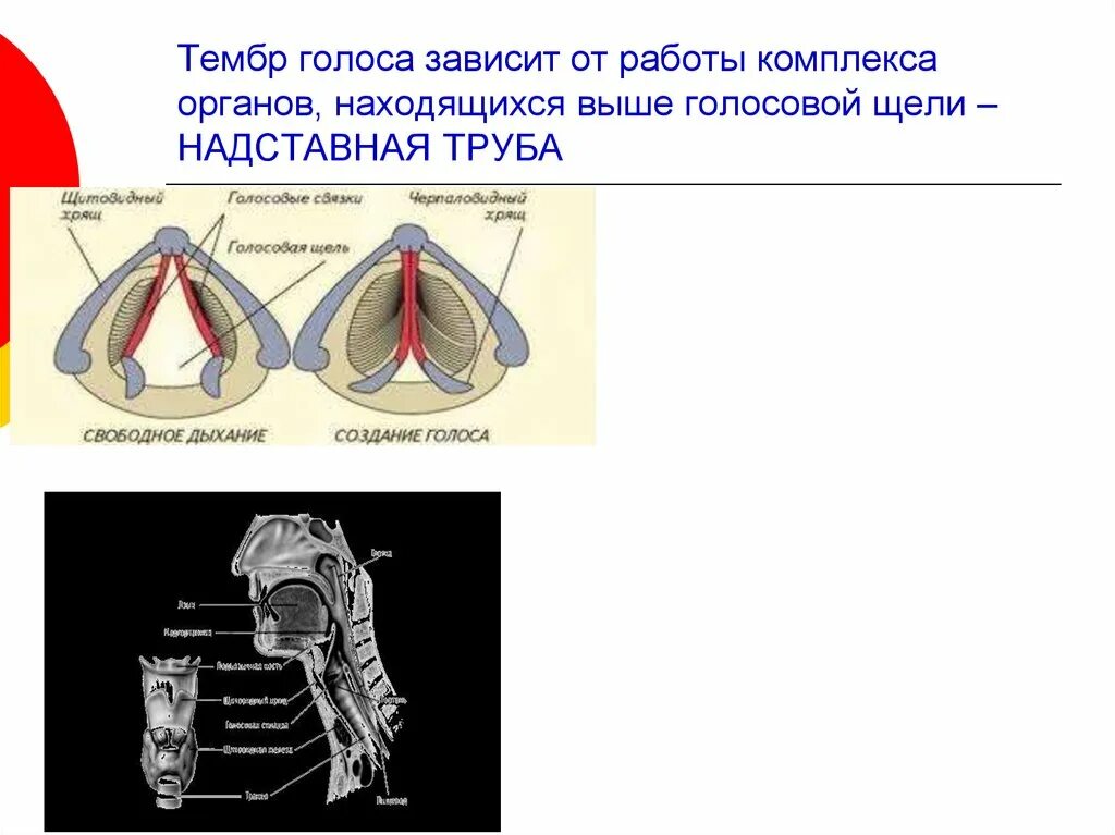 Высота голоса зависит от голосовых связок. От чего зависит тембр голоса. Надставная труба. Отчего зависит тембр голоса?. Надставная трубка голосового аппарата.