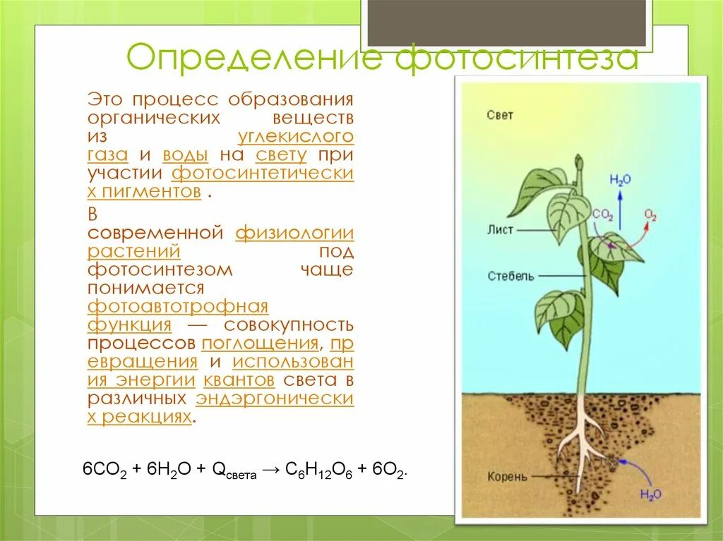 При дыхании растений образуются органические вещества. Образование органических веществ в растении. Процесс образования органических веществ. Вещества участвующие в фотосинтезе и дыхании растений. Фотосинтез физиология растений.