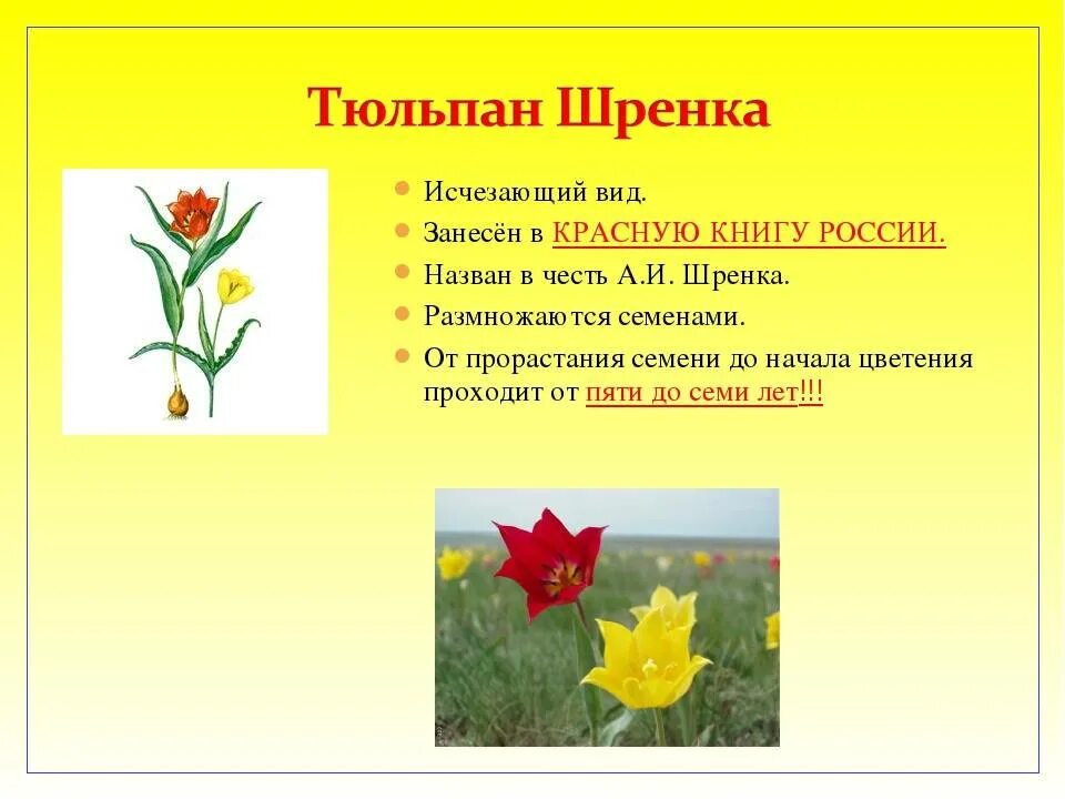 Цветы входящие в красную книгу