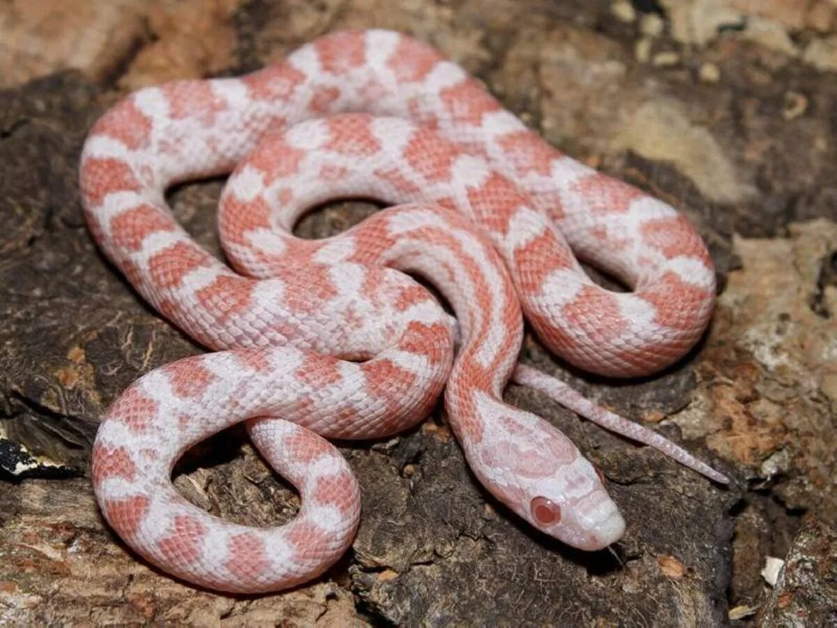 Змея маисовый полоз. Змея полоз маисовый розовый. Змеи маисовый полоз. Белый маисовый полоз змея.