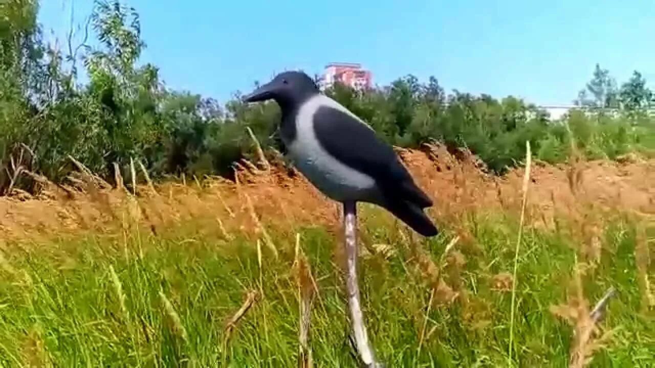 Охота на серую ворону. Чучело (Birdland) ворона. Серая ворона чучело. Чучело вороны. Чучело серой вороны.