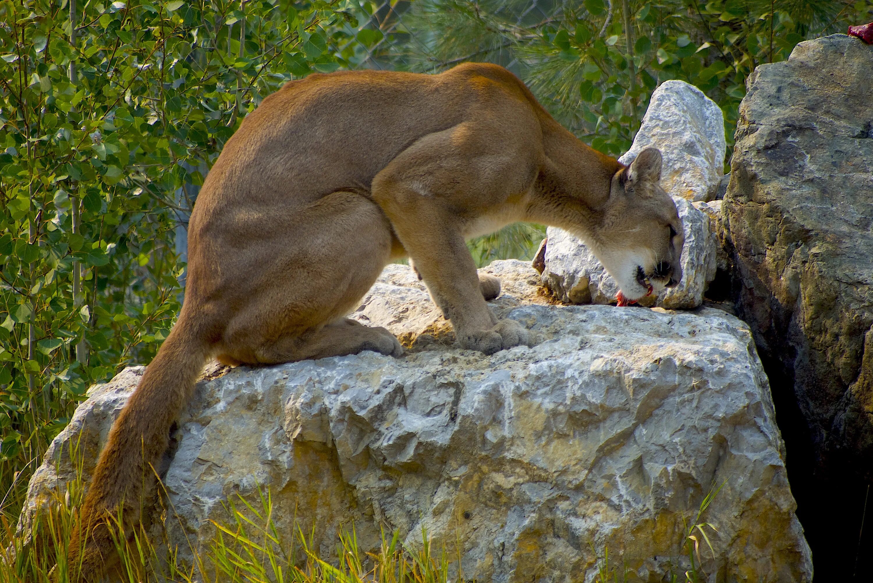 Чем питается взрослое животное. Cougar puma. пума питается. пума энимал. cougar mountain lion puma.