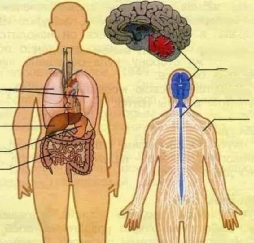 Как убедить органы
