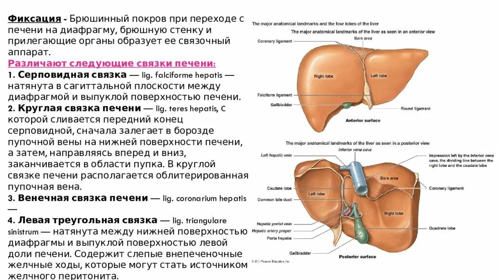 Печень человека нормы