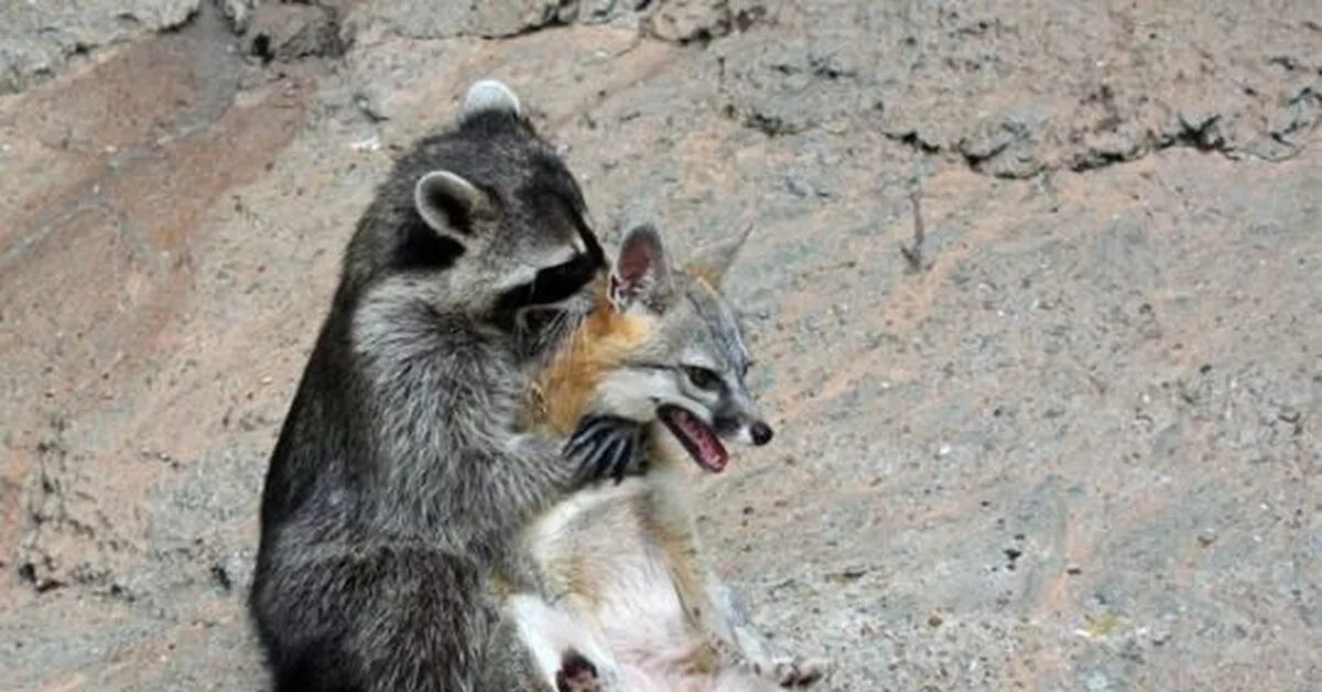 Лиса в норе барсука. Лис и барсук. Лис и барсук. Барсук и лисенок японская сказка. Лис и барсук.