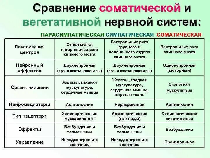 Характеристика соматического отдела нервной системы. Сравнение отделов вегетативной нервной системы таблица. Сравнительная характеристика отделов вегетативной нервной системы. Соматическая и вегетативная нервная система таблица.