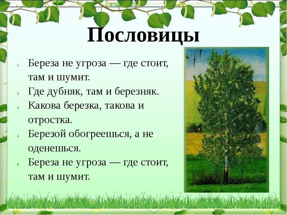 Береза в странах растет береза. Рассказ о Березе. О берёзе кратко. Описание березы. Березка для детей.