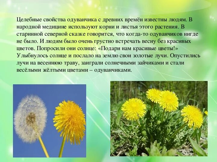 Польза цветков одуванчика для здоровья. Одуванчик лекарственное растение. Одуванчик полезное растение. Характеристика одуванчика. Класс одуванчика лекарственного.