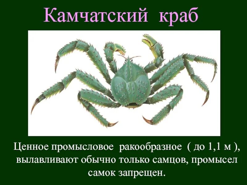 Сообщение на тему класс ракообразные. Презентация на тему ракообразные. презентация на тему крабы. класс ракообразные краб. ракообразные доклад.