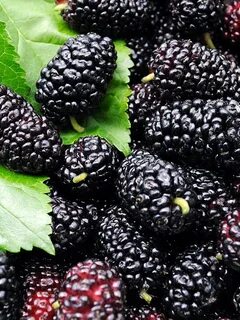 Mulberry перевод