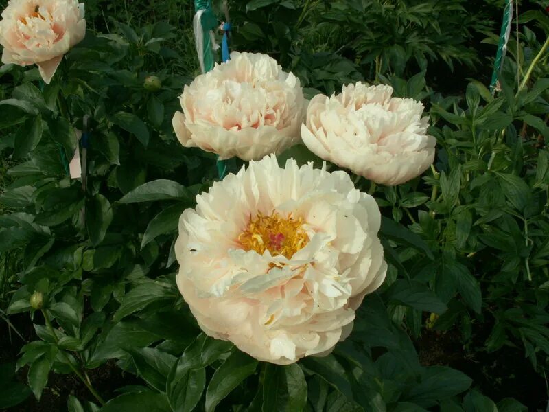 Peony Pastelegance at peony nursery Peonyshop.com Peonies, Peonies garden, Flora