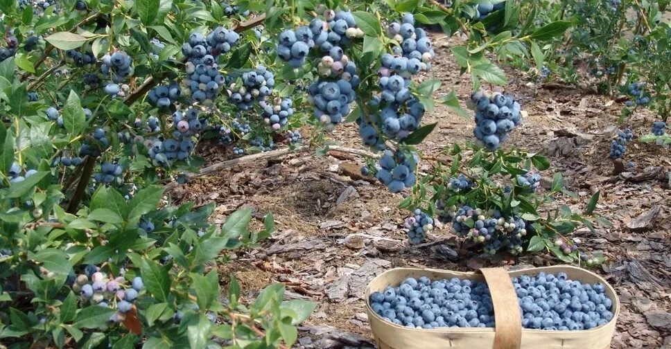 Голубика Нельсон. Голубика Нельсон куст. Голубика Садовая высота куста. Голубика высота куста.