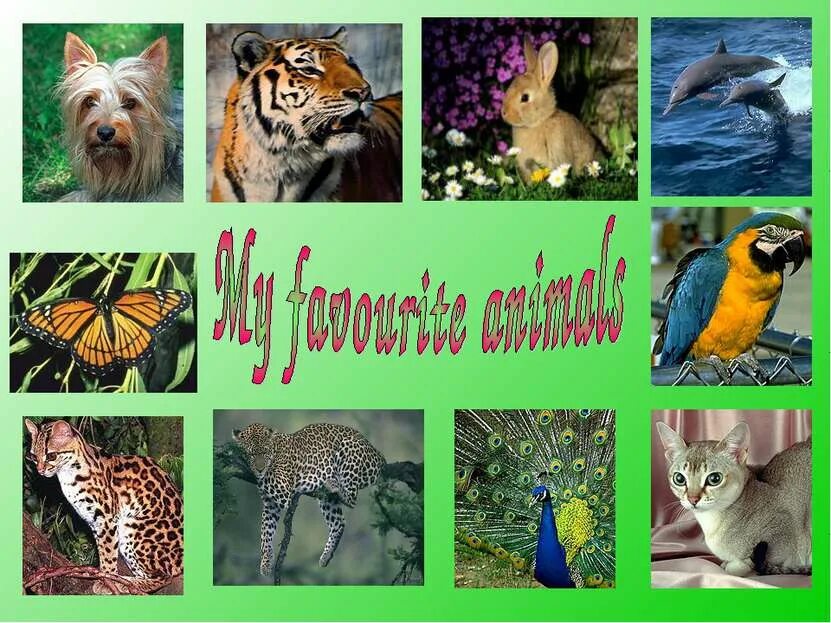 Wild animals essay