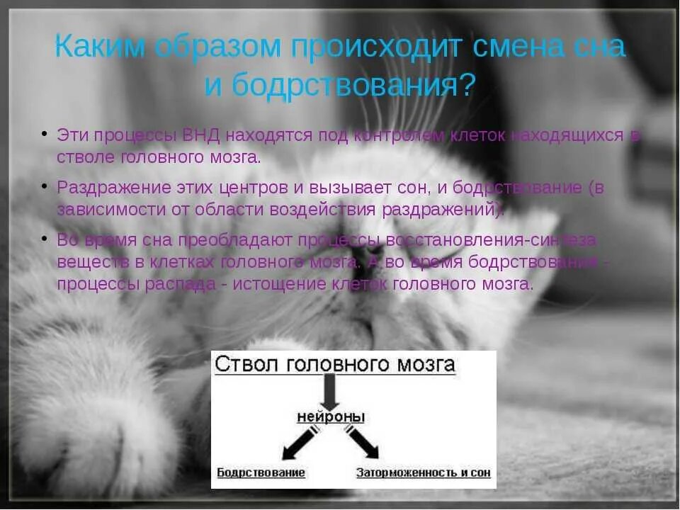 Нейрогуморальная регуляция сна. Состояние физиологического сна. Чем обусловлена смена бодрствования и сна. Чем обусловлена смена бодрствования и сна. Чем обусловлена смена бодрствования и сна.