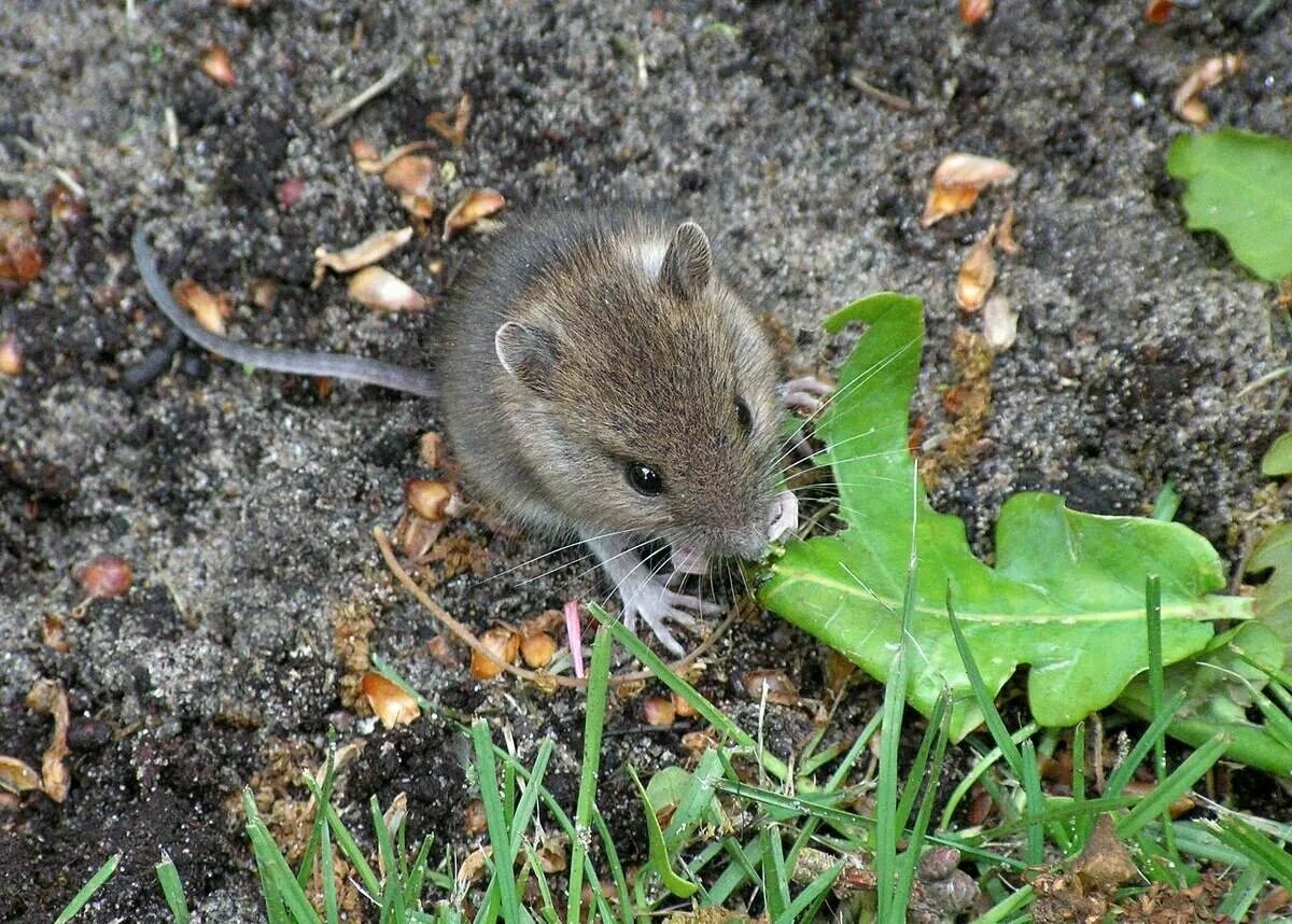 Мышь полевка. Что едят мыши полевки. Мышь полевка и мышь домовая. Грызуны в огороде.