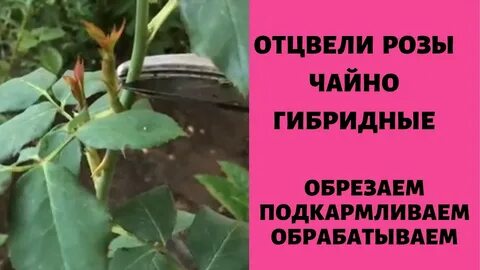 Что делать с отцветшими бутонами