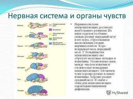 Наивысшего развития нервная система достигла у