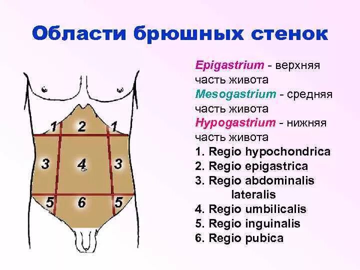 Верхний эпигастрий. Квадранты брюшной стенки. Анатомические области передней брюшной стенки. Области живота. Области передней стенки живота.