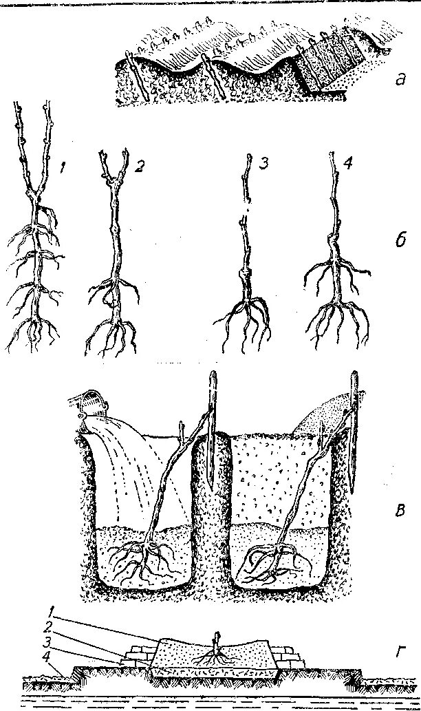 Размножение винограда отводкой. Размножение виноградной лозы отводками. Посадка лозы винограда весной. Вегетативное размножение винограда. Как посадить виноград без корня