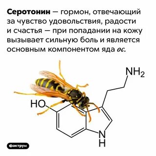 Состав осы