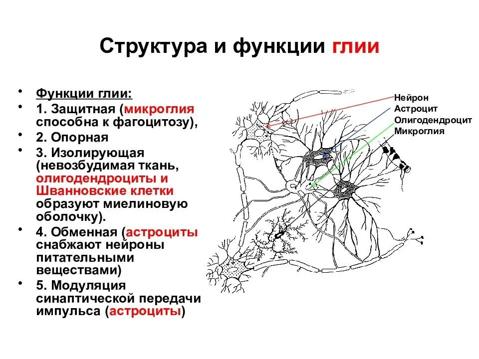 Виды нейроглии. Строение глиальных клеток схема. Строение нейрона и функции нейроглии. Клетки глии и их функции. Клетки глия строение.