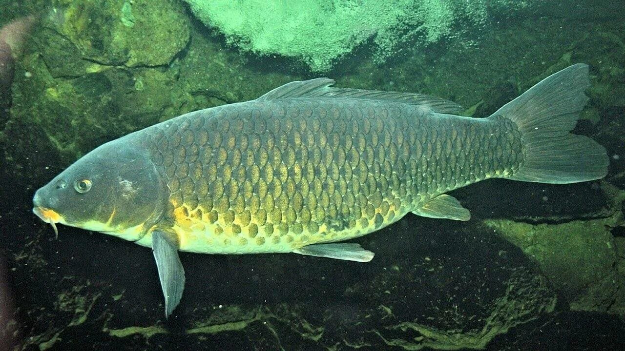 Сазан (Cyprinus Carpio). Карп (Cyprinus Carpio). Карп обыкновенный – Cyprinus Carpio. Сазан (= Карп обыкновенный) – Cyprinus Carpio. Сазан виды рыбы