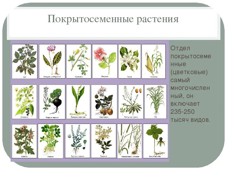 Технические виды растений. 3 Покрытосеменных растений. Покрытосеменные цветковые растения. Покрытосеменные растения названия. Покрытосеменные травы названия.