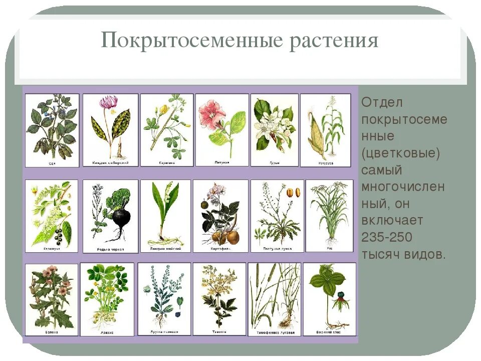 3 Покрытосеменных растений. Покрытосеменные цветковые растения. Покрытосеменные растения названия. Покрытосеменные травы названия. Какие цветы знаешь назови