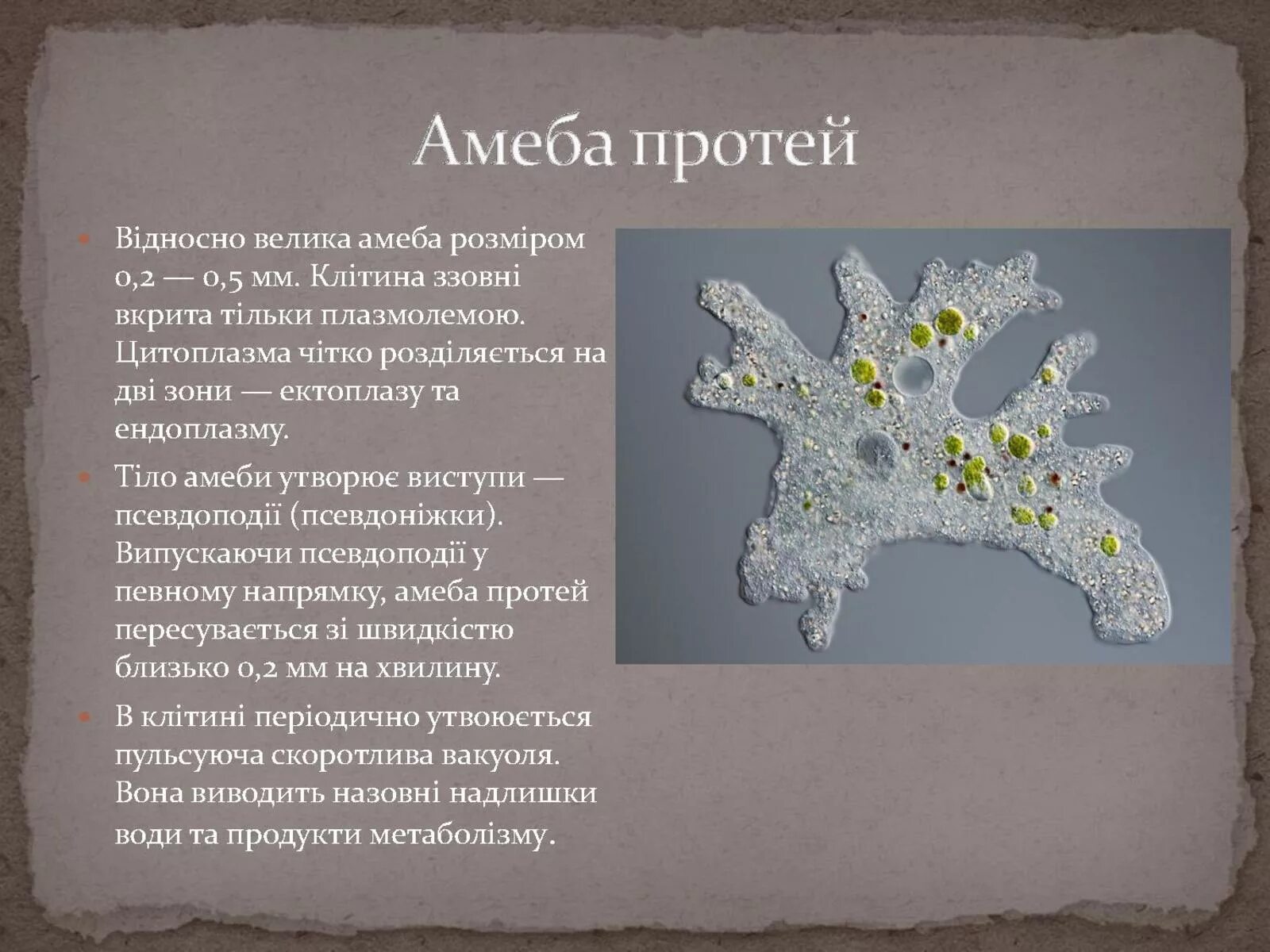 Сколько живут амебы