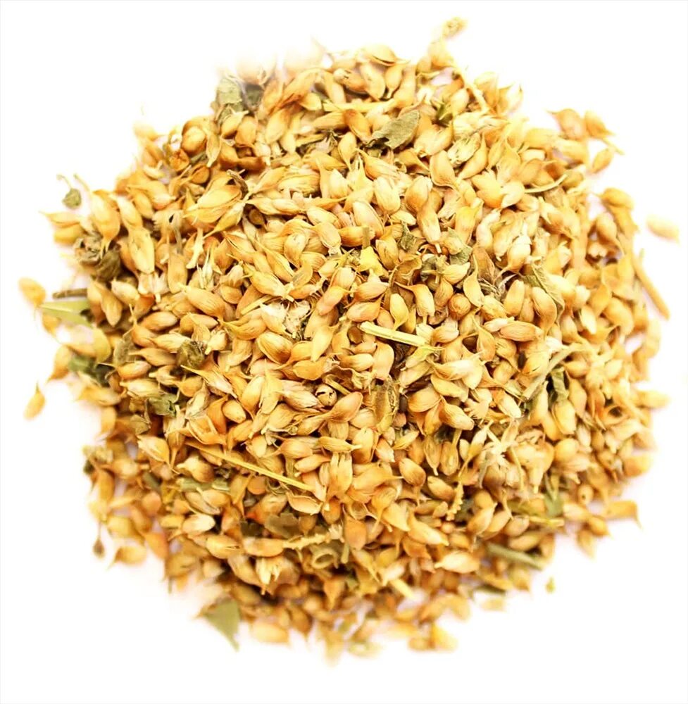 уцхо сунели голубой пажитник. уцхо сунели голубой пажитник. шамбала и уцхо сунели. уцхо сунели семена. пажитник уцхо сунели.