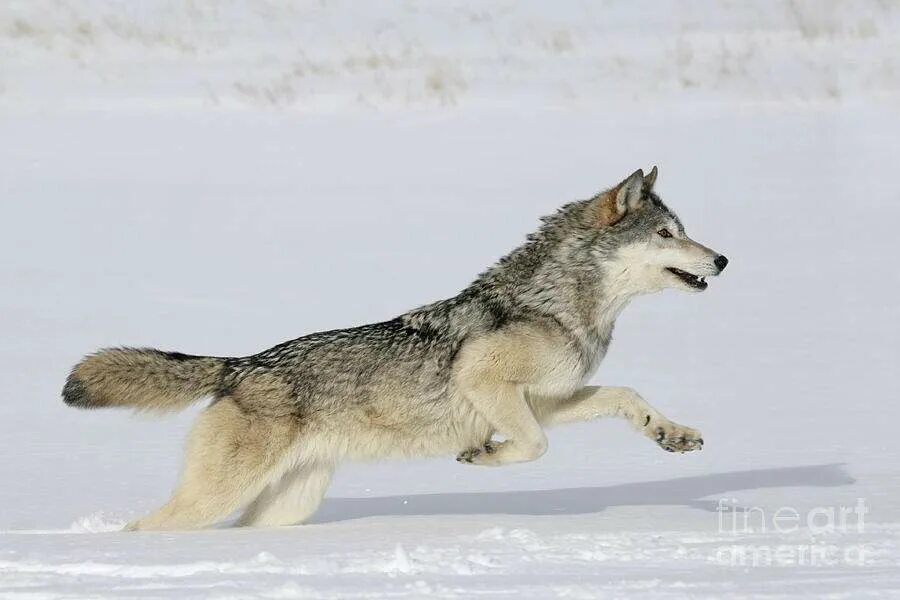 Obama Administration Drops Most Wolf Protections Grey wolf, Wolf photos, Wolf po