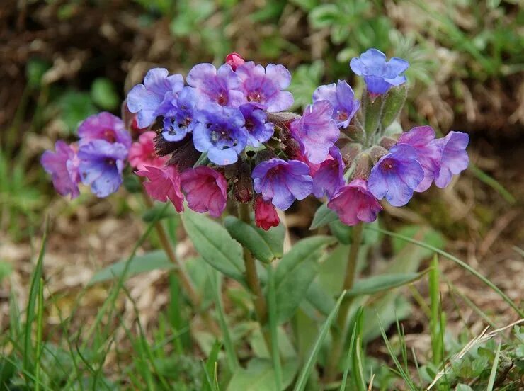 Медуница цветок. Медуница (Pulmonaria). Медуница в Сибири. Первоцветы Медуница. Как выглядит цветок медуница