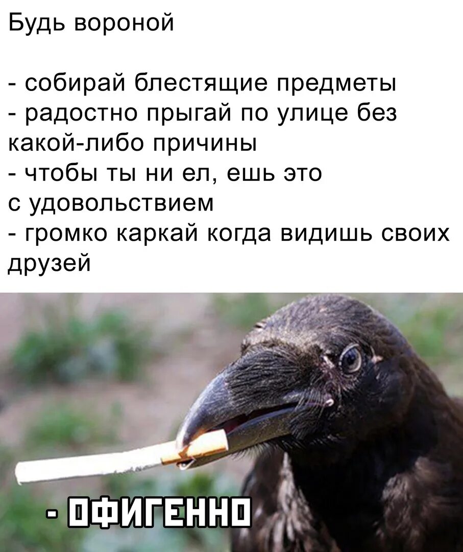 Так ли плохо быть вороной читать. Юмор с вороной. ворона мем че. ворона приносящийся блестящие вещи. так ли плохо быть вороной.