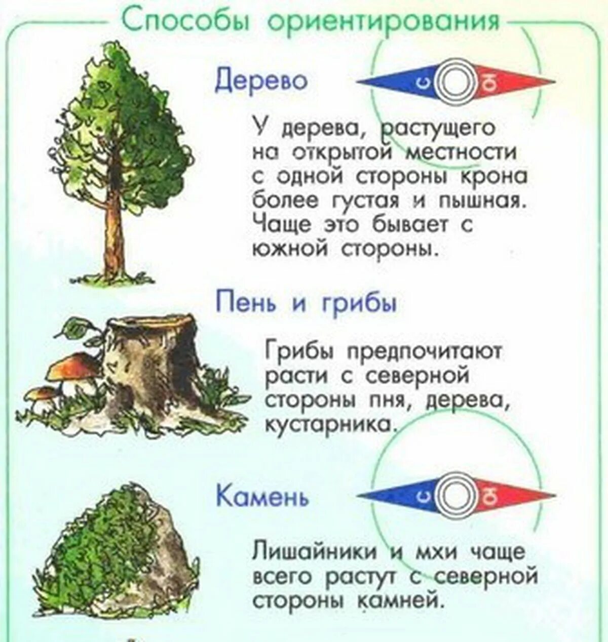 Способы ориентирования по местным признакам. Методы определения сторон света без компаса. Определение сторон света по приметам. Ориентирование наместносьи. Значение слова навигация 4 класс окружающий мир