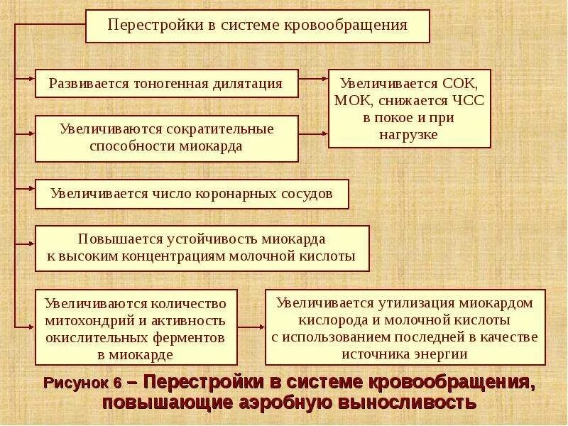 Система улучшает циркуляция