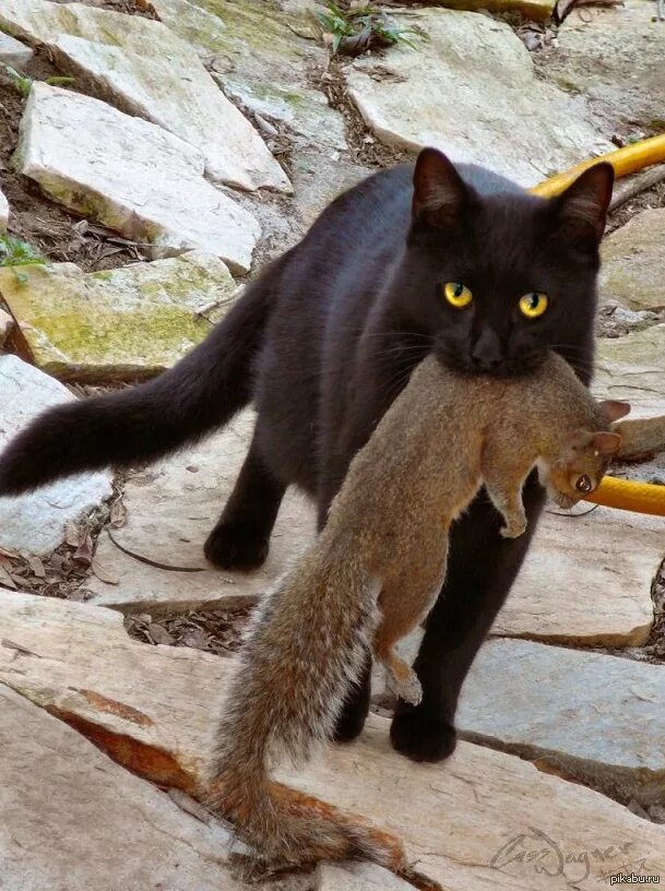 Кот с добычей. Чёрный кот. Кошка охотится. Кошка с птицей в зубах. Кошки ели хозяина