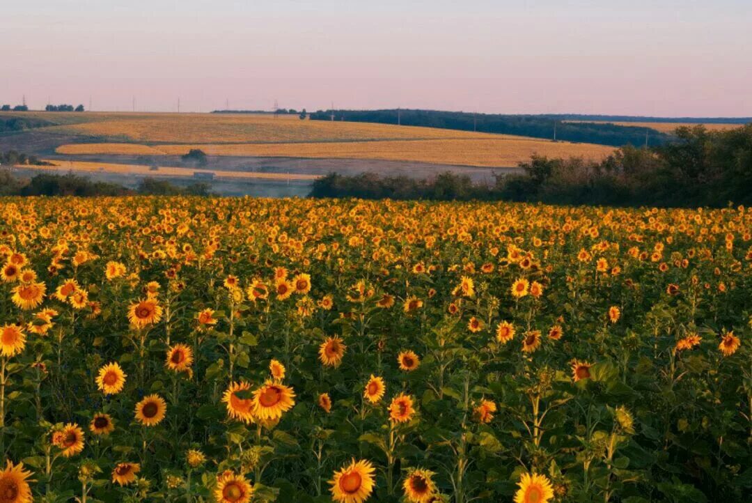 Н п кубань луганская область. Пейзажи кубани. кубань фото природы.