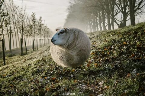 Ум животных