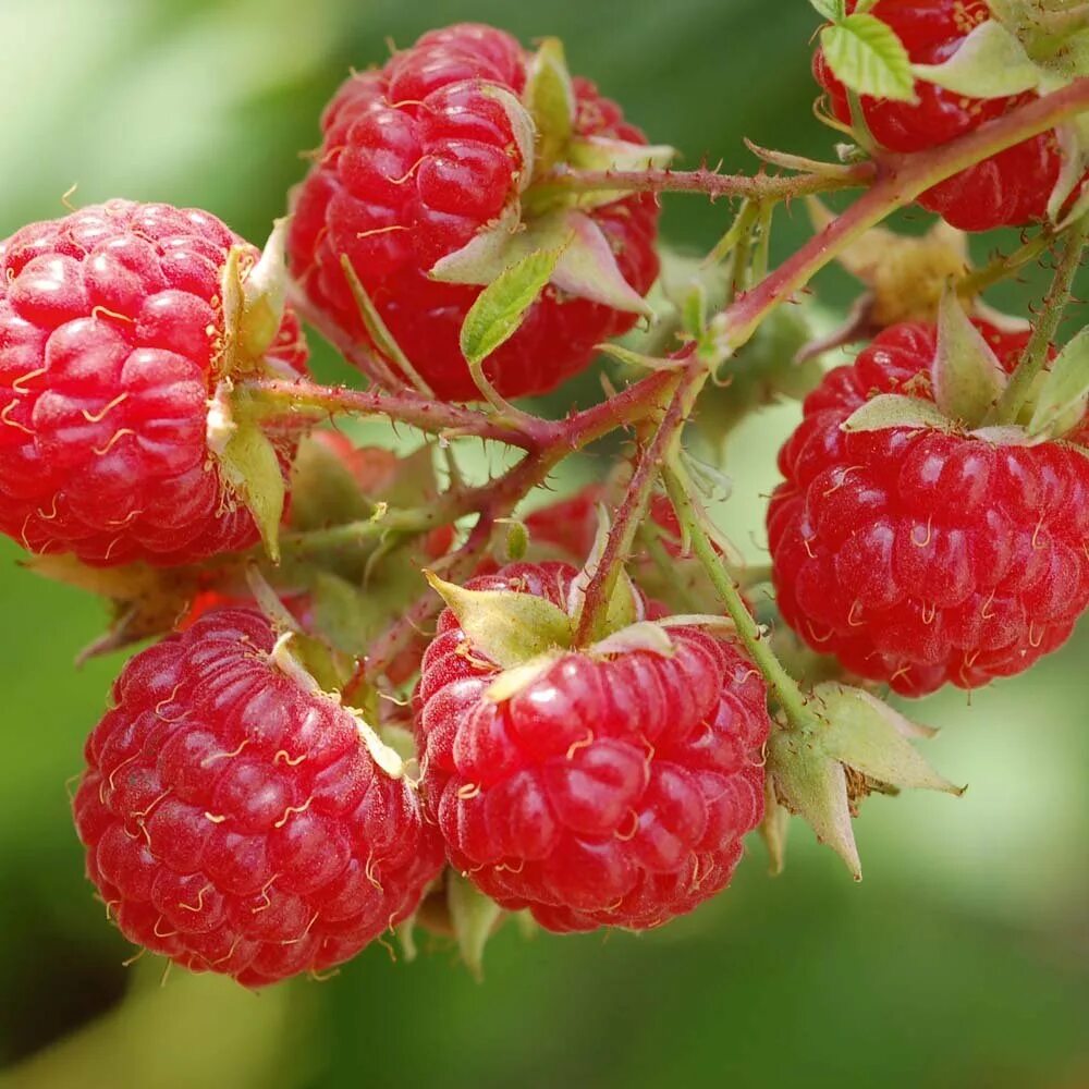 Малина Rubus idaeus. Малина Глен Лион. Малиново-поляничный гибрид. Любит ли малина