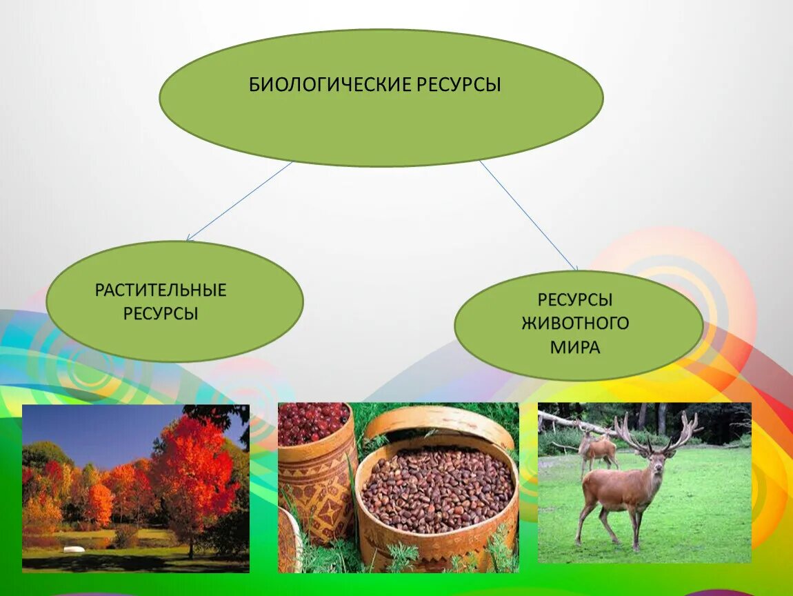 Биологические ресурсы. Биологические природные ресурсы. Биологические ресурсы растительные и животные.