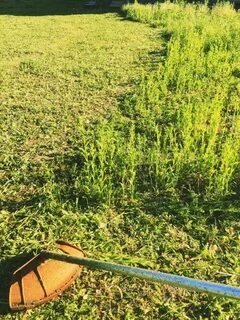 Покос травы сотка