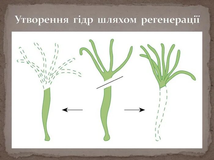Регенерация хорошо развитая у кишечнополостных происходит. Регенерация гидры пресноводной. фрагментация гидры. регенерация и размножение гидры. регенерация кишечнополостных.