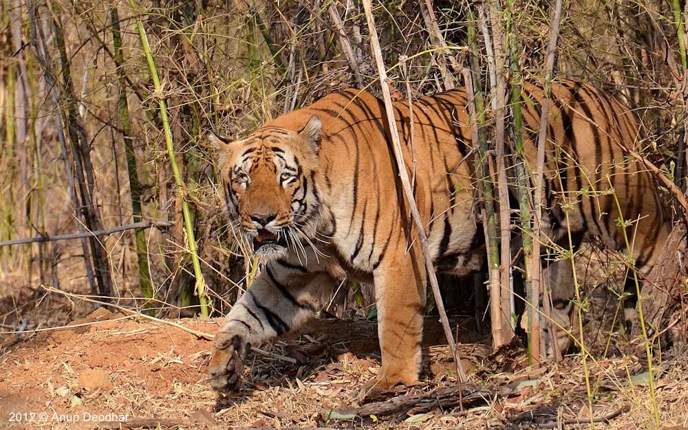 The tiger is large