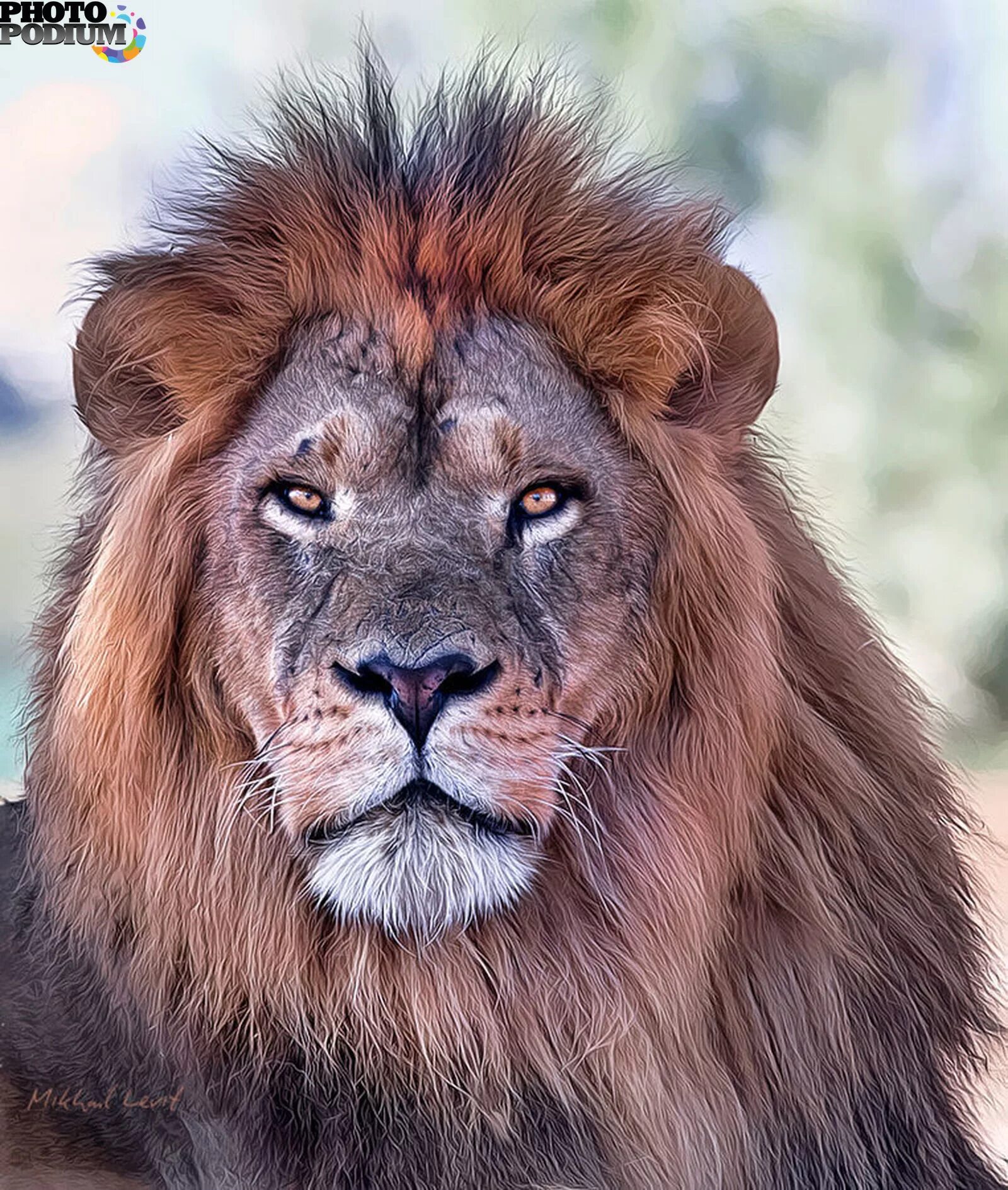 Община гривастого царя зверей 5 букв. Лев (panthera leo). Община гривастого царя зверей 5 букв. Лев. Лев картинки.