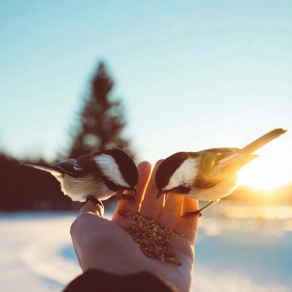 Суть самих другим людям. Человек который радуется счастью других всегда. Птица на руке. Птица на ладони. Человек,который радуется счастью других,счастлив сам.