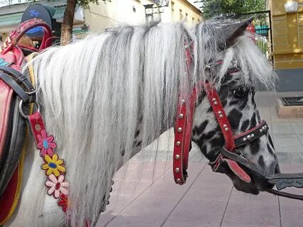 Кони пони москва