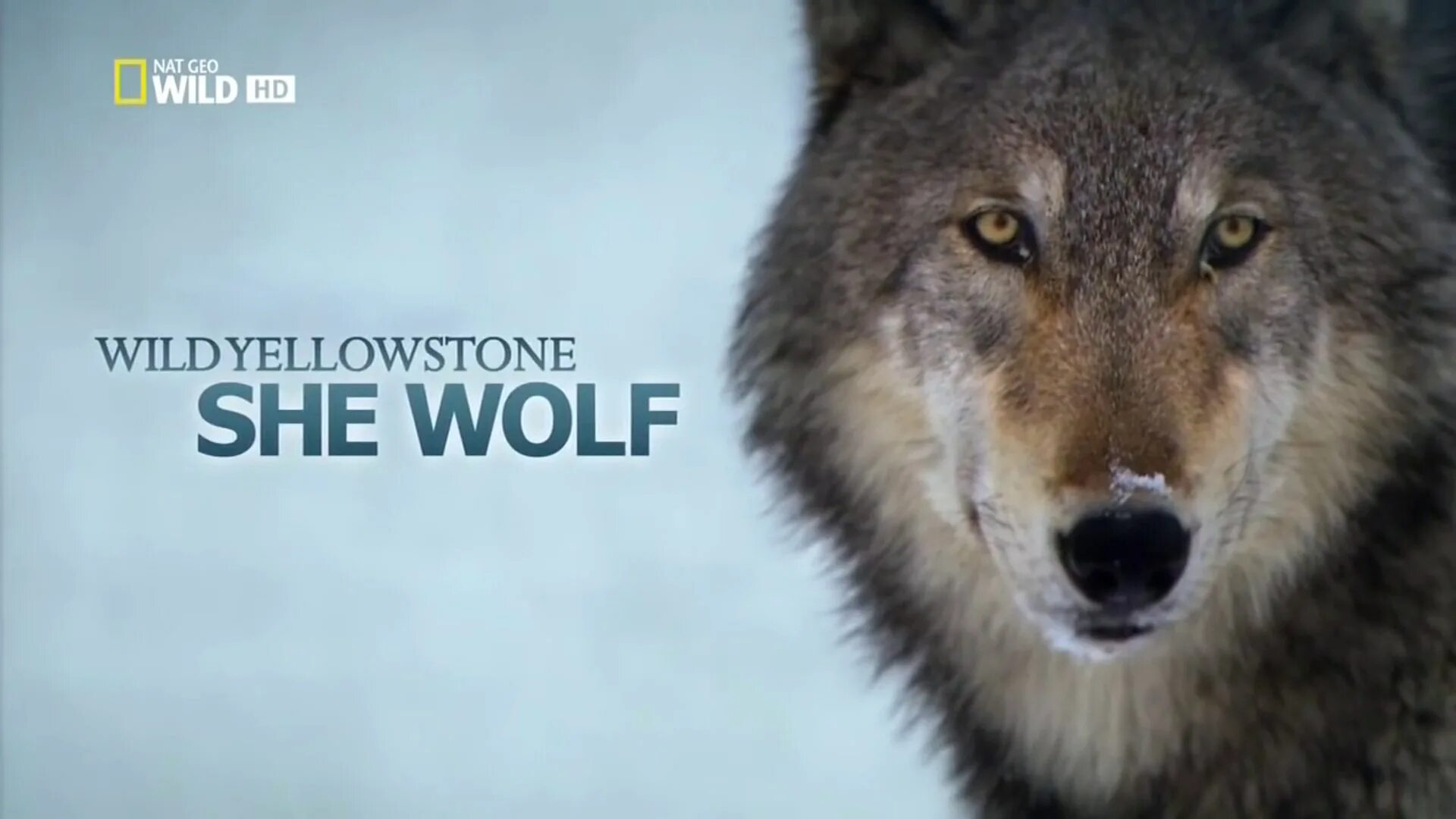 Волк даты выхода. Nat geo wild дикий йеллоустоун волчица. волки nat geo wild. волки в йеллоустоуне. national geographic фильмы.
