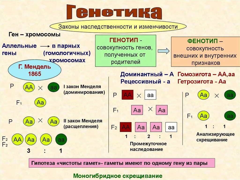 Законы наследования признаков Менделя таблица. Основы генетики. Основы биологии генетика. Законы Менделя генетика.