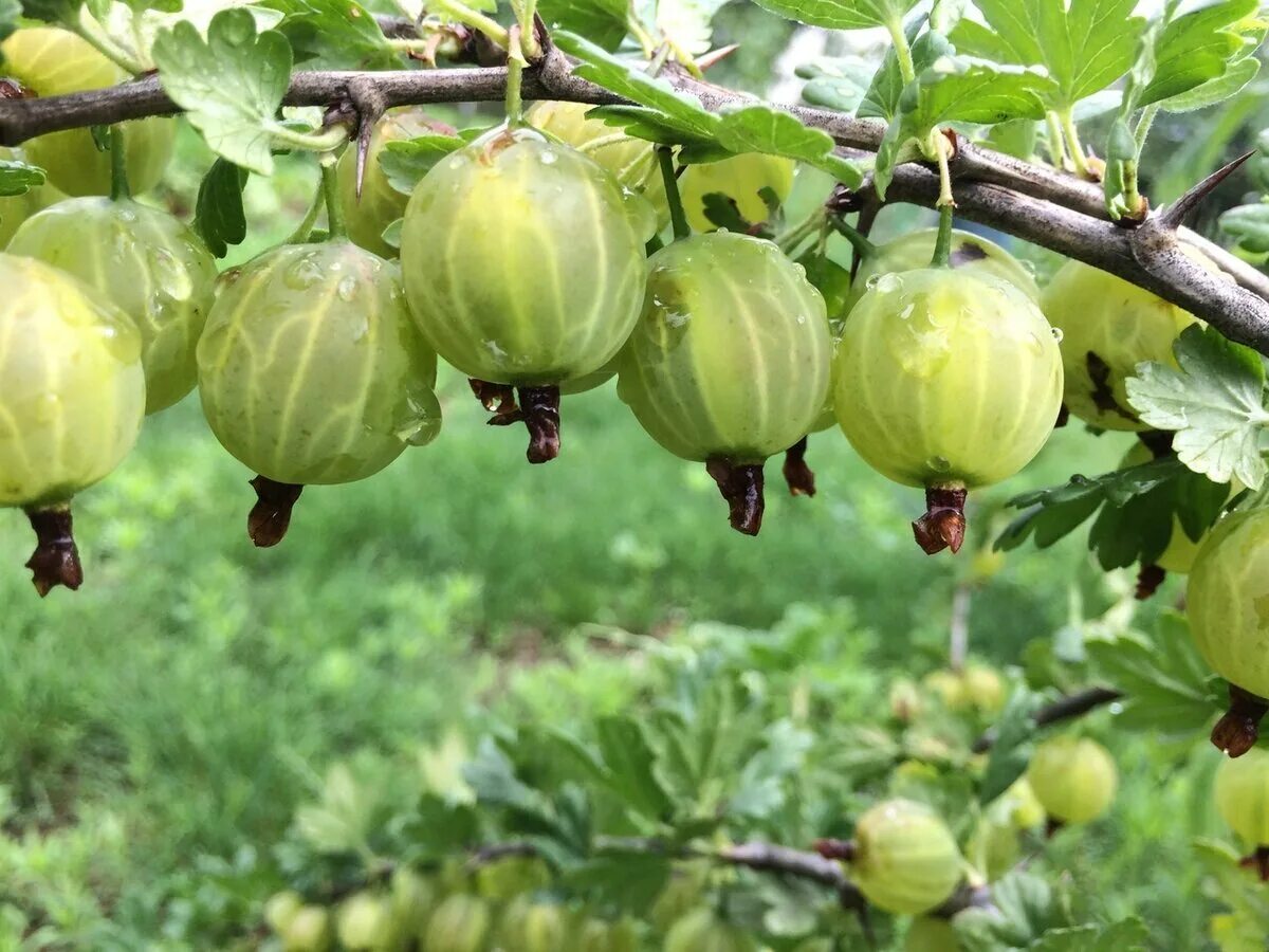 Как используют крыжовник. Крыжовник малахит куст. крыжовник хиннонмаки грин. агрус крыжовник. крыжовник балтийский.