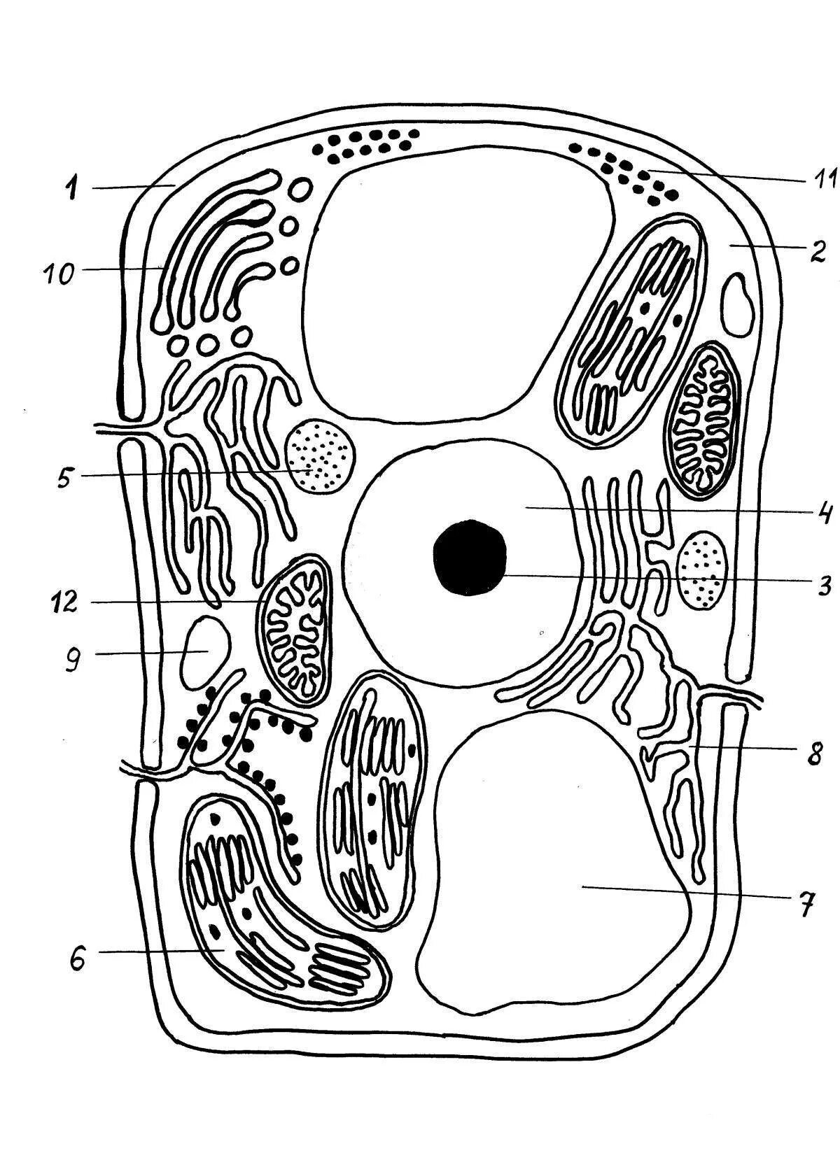 Схема строения растительной клетки. Строение растительной клетки рисунок. Строение клетки растения рисунок. Схематическое строение растительной клетки. Рисунок растительной клетки с обозначениями 6